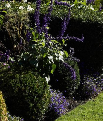 Garden close up