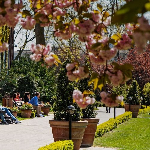 Blossom on campus